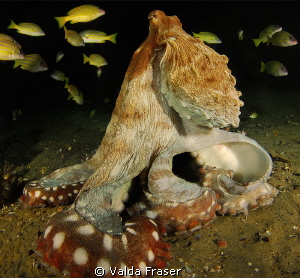 An octopus making itself look super scary to frighten me. by Valda Fraser 